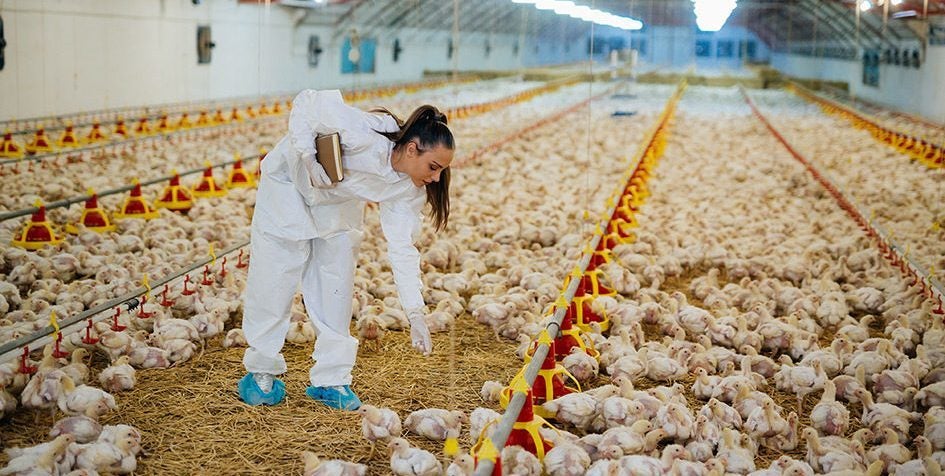 Poultry Farm Loans: Six Important Things You Need to Know