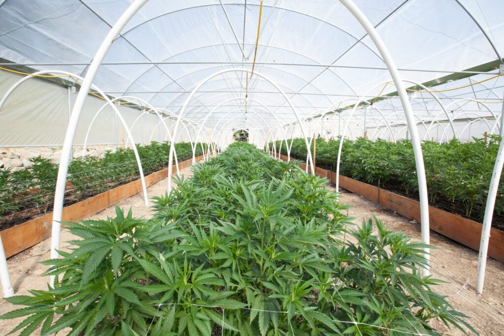commercial-cannabis-grow